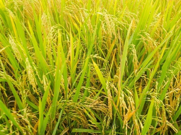 Nằm mơ thấy gặt lúa chưa chín