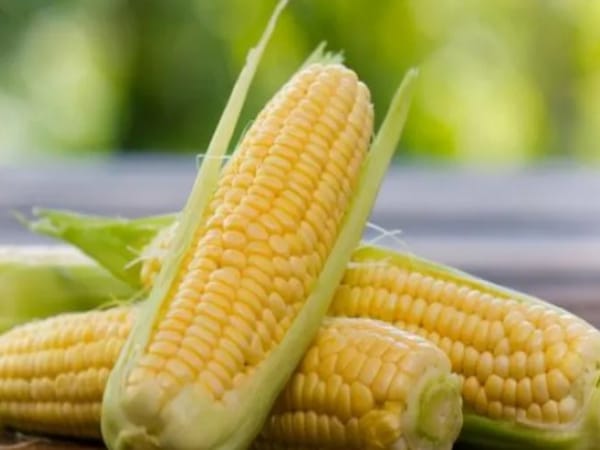 Mơ thấy bắp ngô đánh con gì đẹp trong xổ số hôm nay
