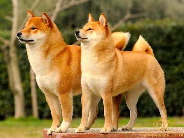 Mơ thấy chó vàng chọn con gì, chọn số gì mang tài lộc