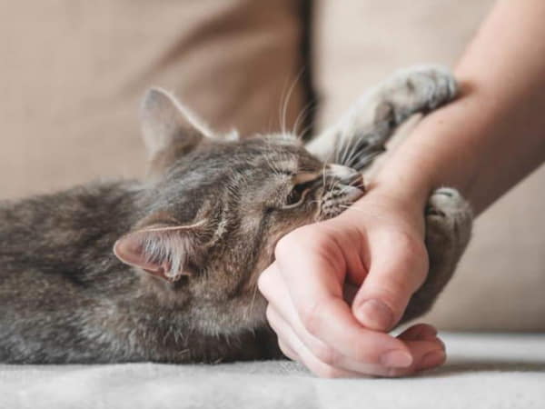 Mơ thấy mèo cắn đánh con gì, chọn con số gì tài lộc