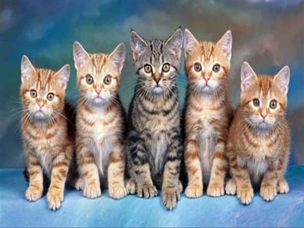 Mơ thấy mèo con chọn con gì, số mấy, chọn số gì gặp may