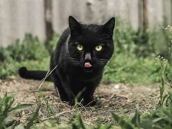Mơ thấy mèo đen là điềm gì - Đánh con gì giải xui cho bản thân?