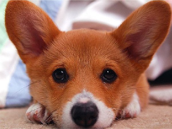 Nằm mơ thấy chó con là điềm gì, thông điệp như nào?