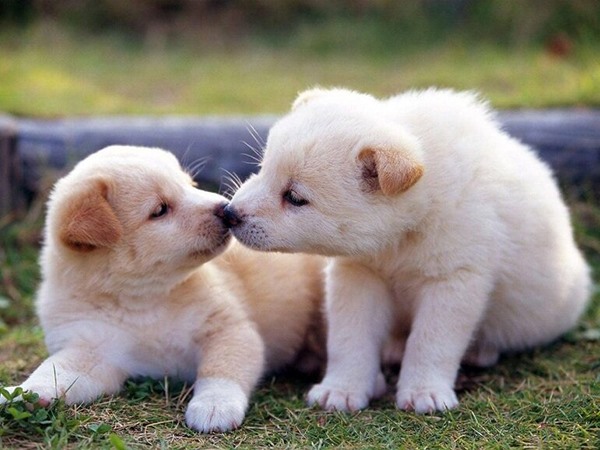 Nằm mơ thấy chó con là điềm gì? Mơ thấy chó con là một trong những giấc mơ mang nhiều ý nghĩa phong phú trong đời sống tinh thần và tâm linh. Chó con tượng trưng cho sự trung thành, tình cảm thuần khiết, nhưng tùy vào từng chi tiết trong giấc mơ, nó cũng có thể phản ánh trạng thái cảm xúc, mối quan hệ hay cả những cảnh báo cần chú ý. Giấc mơ thấy chó con thường gắn liền với những cảm xúc hồn nhiên, sự bảo vệ và đôi khi là những mối quan hệ mới xuất hiện trong cuộc sống. Tuy nhiên, để hiểu đúng thông điệp mà giấc mơ muốn gửi, bạn cần phân tích kỹ từng tình huống cụ thể, từ màu sắc, số lượng cho đến trạng thái sức khỏe của chó con trong giấc mơ. Nằm mơ thấy chó con là điềm gì? Chiêm bao thấy đàn chó con Nếu bạn mơ thấy một đàn chó con, theo các chuyên gia quay thu XSDN giải mã điều này thường báo hiệu rằng bạn sắp nhận được sự quan tâm, giúp đỡ từ nhiều người xung quanh. Đàn chó con tượng trưng cho sự đoàn kết, tình cảm thân thiết và những cơ hội hợp tác trong công việc hoặc đời sống. Giấc mơ này cũng phản ánh sự tò mò và năng lượng sống dồi dào trong bạn, đồng thời nhắc nhở rằng bạn cần chăm sóc các mối quan hệ xung quanh, giống như cách bạn chăm sóc đàn chó con nhỏ. Ngoài ra, giấc mơ thấy đàn chó con còn gợi nhắc về khả năng sinh sôi, thịnh vượng và những dự án mới đang chờ bạn phát triển. Bạn nên chú ý đến cách bạn tương tác với từng con chó con trong giấc mơ, bởi điều này có thể phản ánh thái độ của bạn trong các mối quan hệ hiện tại. Chiêm bao thấy đàn chó con tham khảo ngay 18 - 81 Mơ thấy chó con màu đen Chó con màu đen trong giấc mơ thường liên quan đến những cảm xúc tiềm ẩn, bí mật hoặc những mối lo ngại chưa được giải quyết. Giấc mơ thấy chó con đen có thể là lời nhắc nhở bạn nên đề phòng những hiểu lầm hoặc những tác động tiêu cực từ môi trường xung quanh. Bên cạnh đó, màu đen còn đại diện cho sự bảo vệ và sức mạnh nội tâm, cho thấy bạn đang sở hữu khả năng đối mặt và vượt qua những khó khăn, thử thách. Việc chiêm bao thấy chó con màu đen cũng có thể ám chỉ những mối quan hệ hoặc cơ hội mới chưa rõ ràng, cần sự tỉnh táo và khéo léo trong cách xử lý. Ngủ mê thấy chó con màu đen quay thử xổ số Ninh Thuận giờ hoàng đạo xuất hiện 30 Mơ thấy chó con màu trắng Mơ thấy chó con màu trắng là dấu hiệu của sự tinh khiết, bình yên và may mắn trong cuộc sống. Chó con trắng tượng trưng cho tình cảm chân thành, sự bảo vệ và những niềm vui bất ngờ. Giấc mơ này cho thấy tâm trạng của bạn đang hướng đến sự nhẹ nhàng, mong muốn được yêu thương và chia sẻ nhiều hơn với những người thân thiết. Ngoài ra, chó con trắng còn liên quan đến sức khỏe và tài lộc, báo hiệu rằng nếu bạn duy trì thái độ tích cực và cẩn trọng, những điều tốt đẹp sẽ đến với bạn. Giấc mơ cũng có thể nhắc nhở bạn nên trân trọng những mối quan hệ hiện tại, bởi sự chân thành và trung thực là nền tảng để xây dựng niềm tin và hạnh phúc lâu dài. Nằm mộng thấy chó con màu trắng tham khảo ngay 50 – 32 Mơ thấy chó con màu vàng Chó con màu vàng xuất hiện trong sổ mơ thường mang hàm ý về sự giàu có, thành công và thịnh vượng. Màu vàng tượng trưng cho năng lượng tích cực, may mắn trong công việc và các mối quan hệ. Khi bạn mơ thấy chó con màu vàng, điều này có thể báo hiệu một giai đoạn thuận lợi trong tài chính hoặc sự nghiệp, nhưng đồng thời nhắc nhở bạn cần biết cách quản lý và chăm sóc những gì đang có. Chó con vàng cũng đại diện cho sự nhiệt tình, vui vẻ và khả năng kết nối với mọi người xung quanh. Giấc mơ này khuyến khích bạn tận dụng cơ hội để phát triển bản thân, đồng thời giữ gìn các mối quan hệ xã hội một cách khéo léo. Ngủ mê thấy chó con màu vàng tham khảo ngay 11 – 54 Nằm mơ thấy chó con mới đẻ Chó con mới đẻ xuất hiện trong giấc mơ mang ý nghĩa về sự khởi đầu mới, cơ hội mới và những mối quan hệ cần được vun đắp. Giấc mơ này phản ánh sự nhạy cảm và khả năng chăm sóc, bảo vệ những điều quý giá trong cuộc sống. Nó cũng tượng trưng cho trách nhiệm và sự quan tâm mà bạn dành cho gia đình, bạn bè hoặc dự án cá nhân. Ngoài ra, giấc mơ thấy chó con mới đẻ còn nhắc nhở bạn hãy trân trọng từng cơ hội nhỏ, bởi chúng sẽ là nền tảng cho thành công và hạnh phúc lâu dài. Đây là điềm báo tích cực, cho thấy bạn sẽ sớm nhận được sự giúp đỡ từ những người xung quanh, đồng thời mở ra những cơ hội mới đáng giá. Nằm chiêm bao thấy chó con mới đẻ tham khảo ngay 88 – 93 Mộng mị thấy chó con chết Nếu bạn mơ thấy chó con chết, điều này thường phản ánh nỗi lo lắng, mất mát hoặc cảm giác hụt hẫng trong cuộc sống. Giấc mơ này có thể là lời nhắc nhở rằng bạn cần quan tâm hơn đến các mối quan hệ hoặc dự án đang gặp khó khăn, tránh bỏ bê những điều quan trọng. Ngoài ra, chó con chết còn tượng trưng cho sự kết thúc một giai đoạn hoặc cơ hội, đồng thời gợi ý rằng bạn cần học cách buông bỏ và chuẩn bị cho những điều mới. Tuy giấc mơ mang yếu tố tiêu cực, nhưng nó cũng là cơ hội để bạn nhận ra giá trị thực sự của những gì đang sở hữu và biết cách duy trì sự cân bằng trong cuộc sống. Mộng mị thấy chó con chết tham khảo ngay 21 – 73 Giải mã nằm mơ thấy chó con dưới góc nhìn phong thủy Trong phong thủy, chó con là biểu tượng của năng lượng mới, sự sinh sôi và may mắn trong các mối quan hệ. Khi mơ thấy chó con, điều này báo hiệu những cơ hội mới đang đến, đặc biệt liên quan đến công việc, học tập hoặc quan hệ gia đình. Nếu chó con vui vẻ và khỏe mạnh, đây là điềm tốt cho thấy bạn sẽ nhận được sự hỗ trợ từ những người xung quanh. Ngược lại, nếu chó con yếu ớt hoặc ốm đau, phong thủy nhắc bạn cần cẩn trọng, chú ý bảo vệ các mối quan hệ và sức khỏe, tránh bị tổn thương hoặc lãng phí cơ hội. Kết luận Mơ thấy chó con không chỉ đơn thuần là hình ảnh dễ thương trong giấc ngủ mà còn chứa đựng nhiều thông điệp quan trọng về cảm xúc, các mối quan hệ và cơ hội trong cuộc sống. Từ việc thấy đàn chó con, chó con màu đen, trắng, vàng, chó con mới đẻ đến chó con chết, mỗi chi tiết đều phản ánh những khía cạnh khác nhau về may mắn, cảnh báo hay cơ hội mới. Việc phân tích kỹ lưỡng giấc mơ sẽ giúp bạn hiểu rõ hơn về bản thân, chuẩn bị tốt hơn cho các mối quan hệ và định hướng tương lai, từ đó tận dụng tốt cơ hội và tránh những rủi ro không đáng có.
