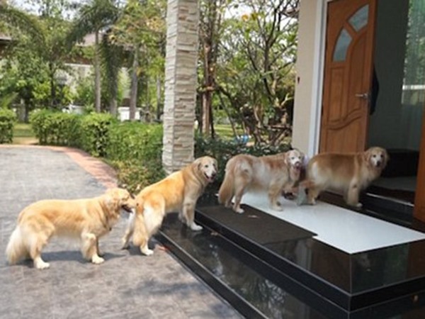Nằm mơ thấy chó vào nhà là điềm gì, đen hay đỏ?