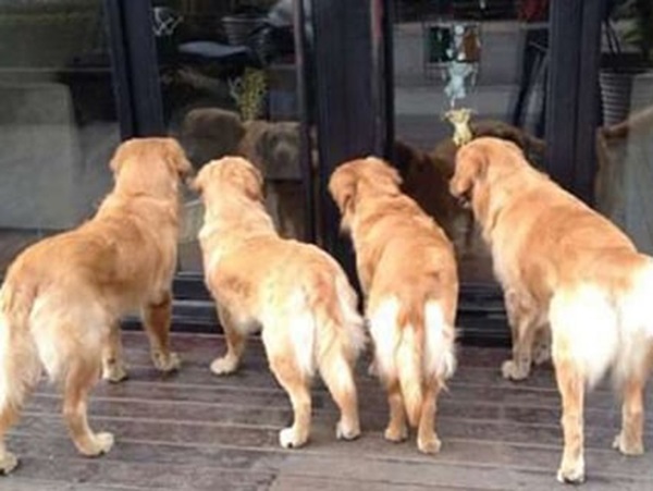 Nằm mơ thấy chó vào nhà là điềm gì, đen hay đỏ?
