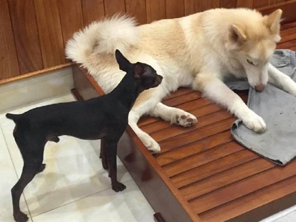 Nằm mơ thấy chó vào nhà là điềm gì, đen hay đỏ?