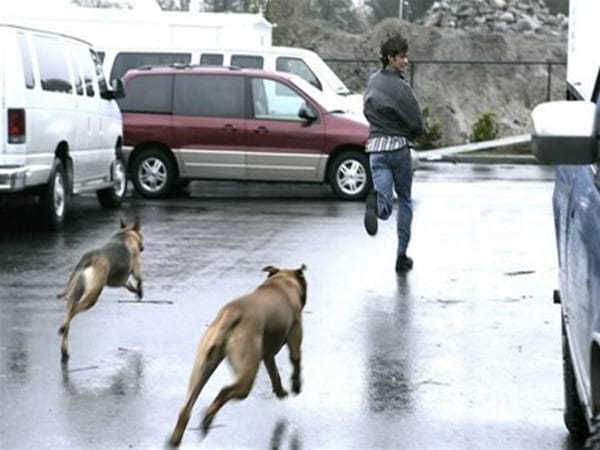 Mơ thấy chó đuổi chọn con gì, số mấy để hút tài hút lộc