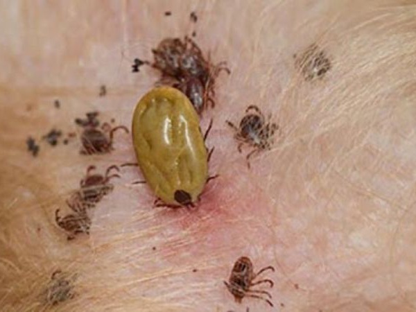 Nằm mơ thấy ve chó là điềm gì, cảnh giác với điều gì?