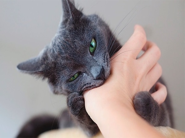 Mơ thấy mèo xám mang điềm hung