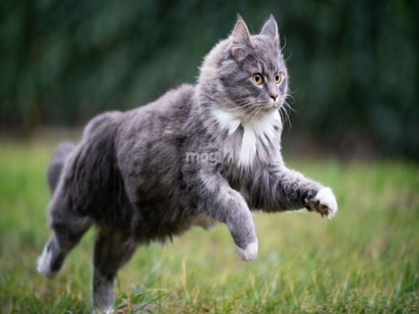 Nằm mơ thấy mèo xám là điềm hung hay điềm cát cho gia chủ?