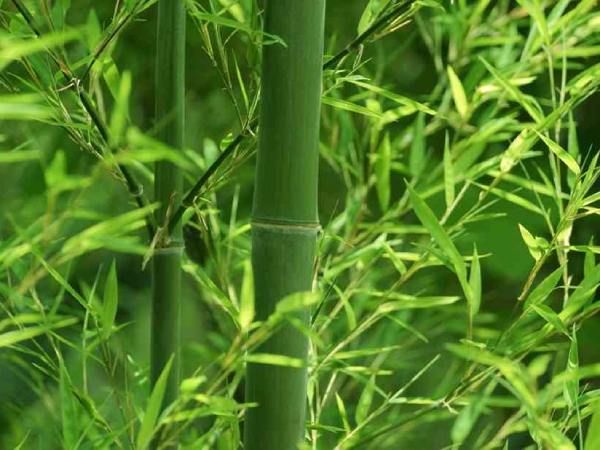 Giải mã ý nghĩa giấc mơ thấy cây tre là điềm gì?
